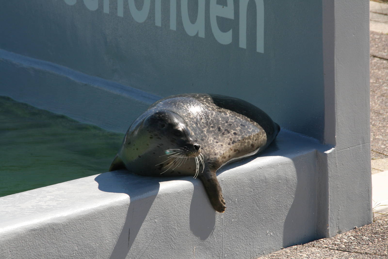 Common seal
