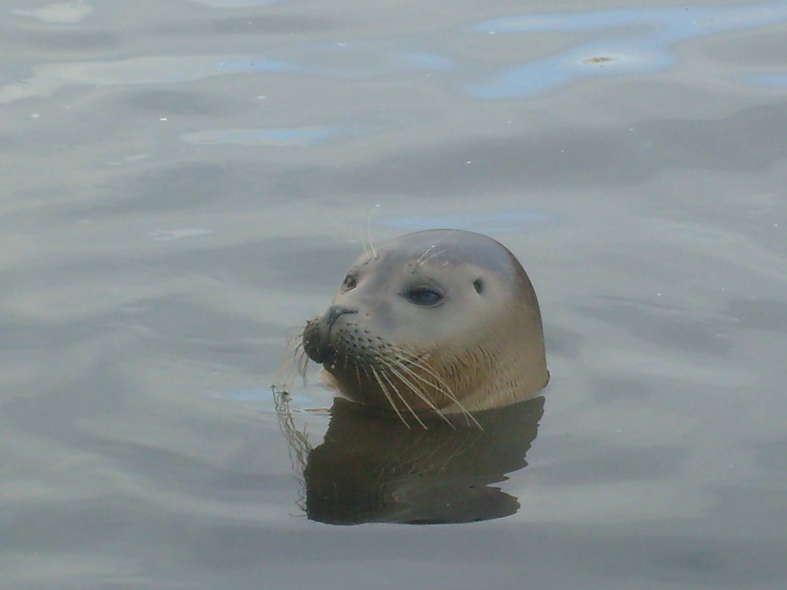 Common Seal