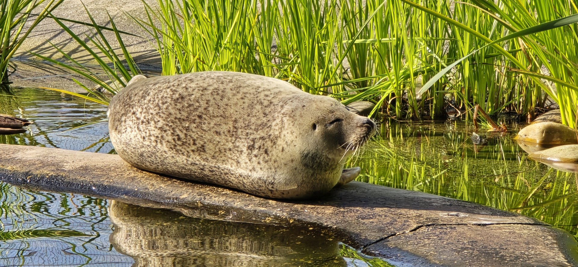 Common seal