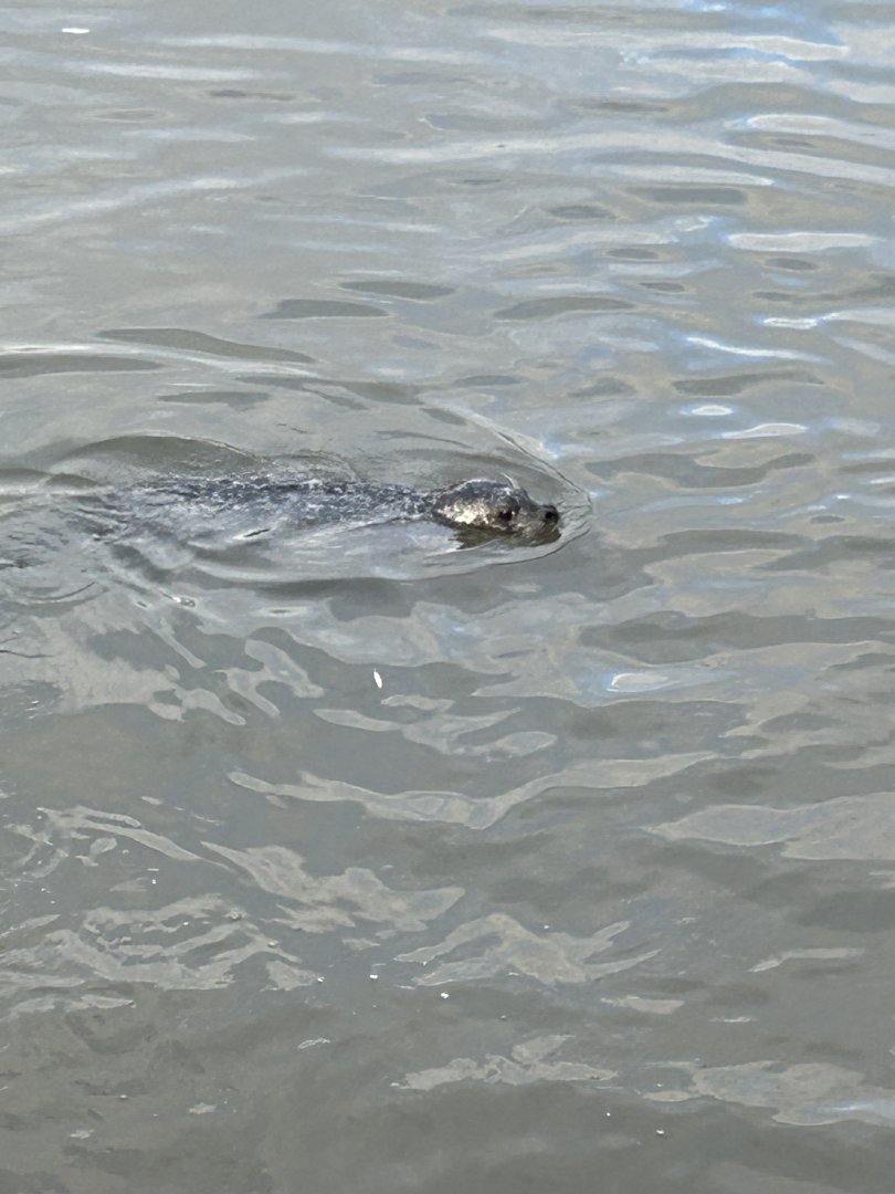 Common seal