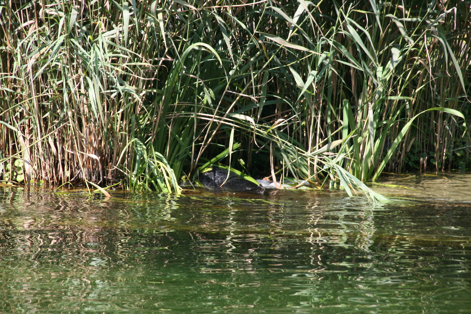 Common sealpup playing in the reeds