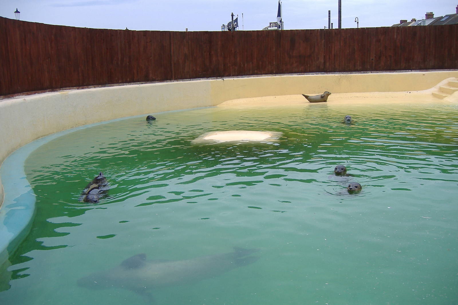Common Seals at Hunstanton Sea Life Sanctuary, 9 September 2008