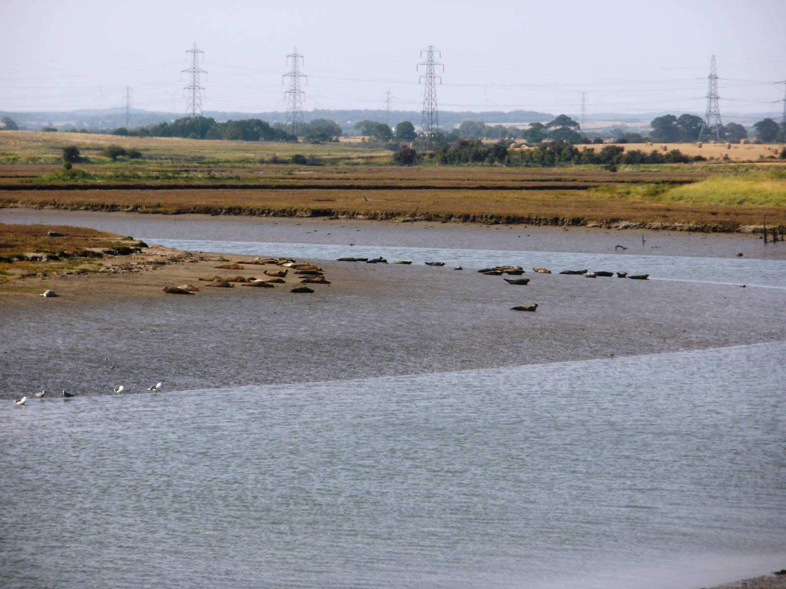 Common Seals at Seal Sands - 03.09.2010