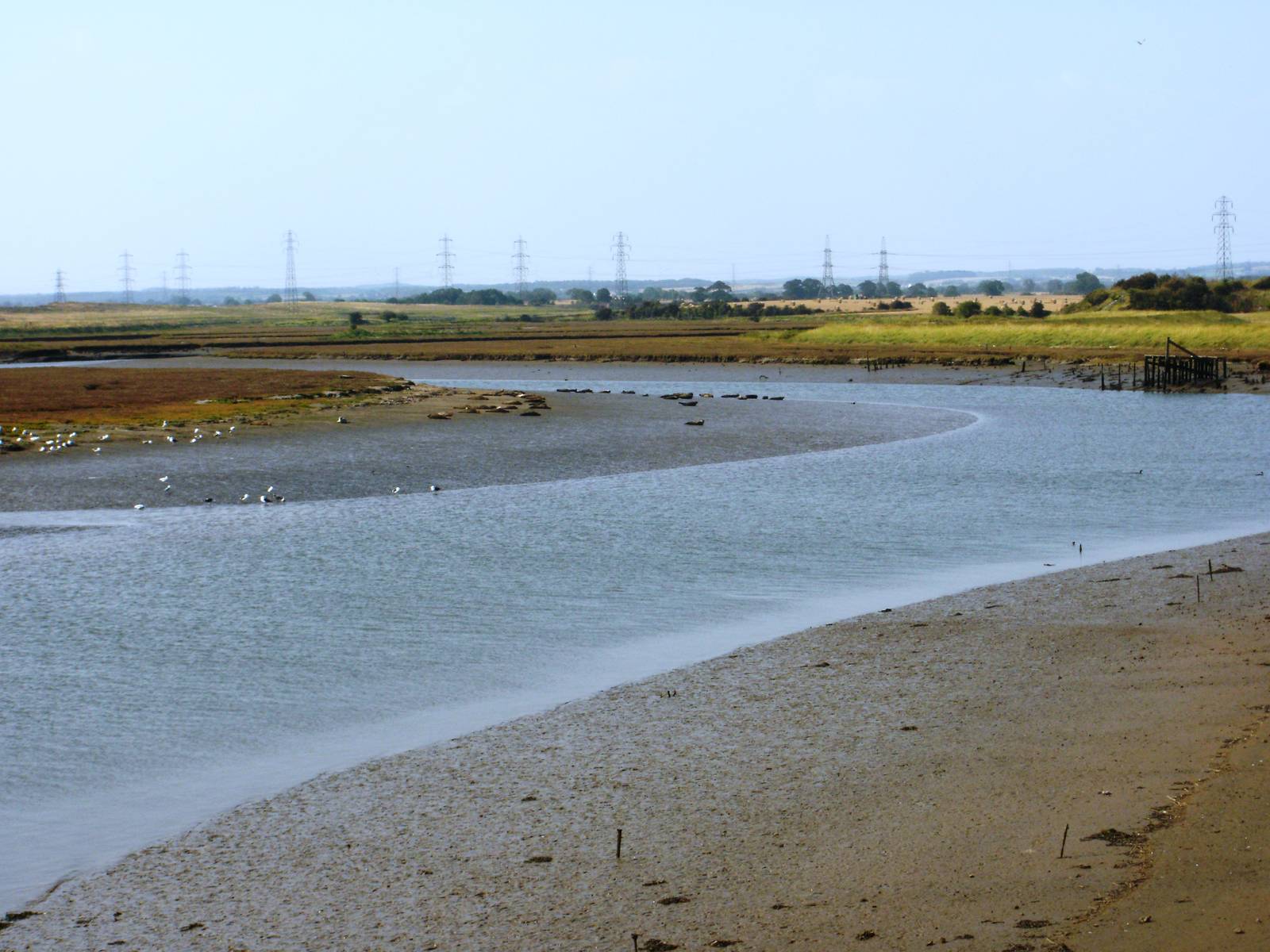 Common Seals at Seal Sands - 03.09.2010