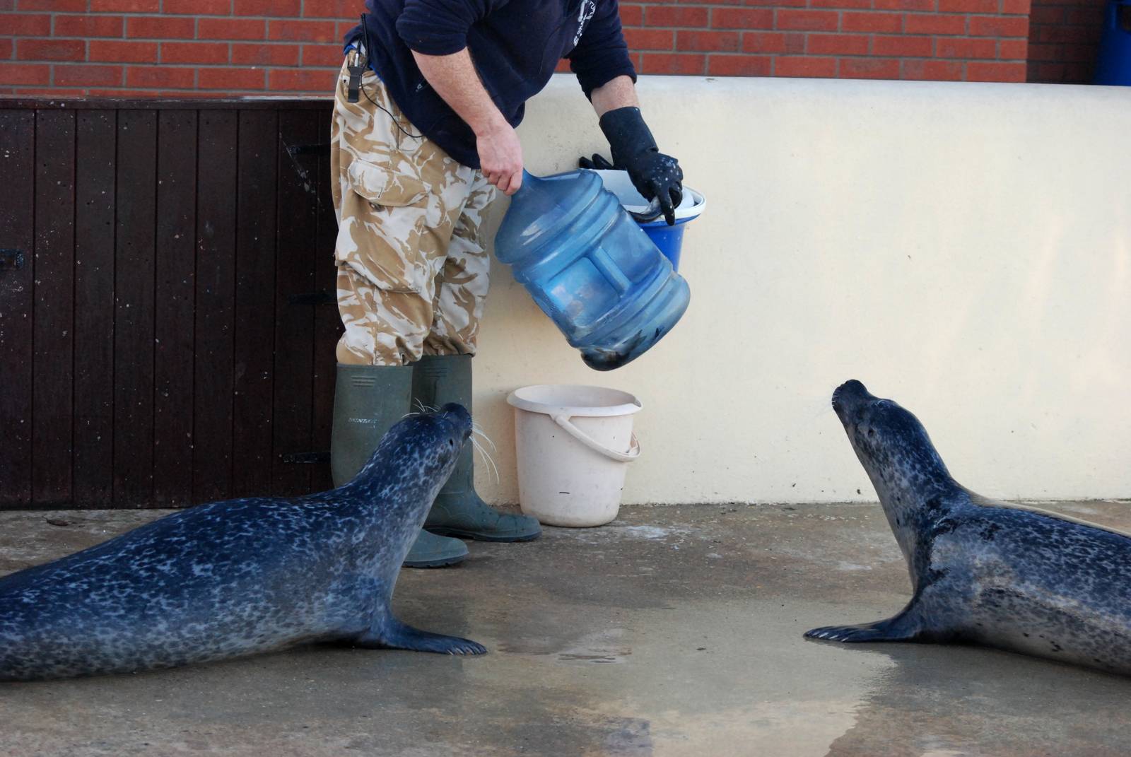 Common Seals at Skegness, 11/11/12