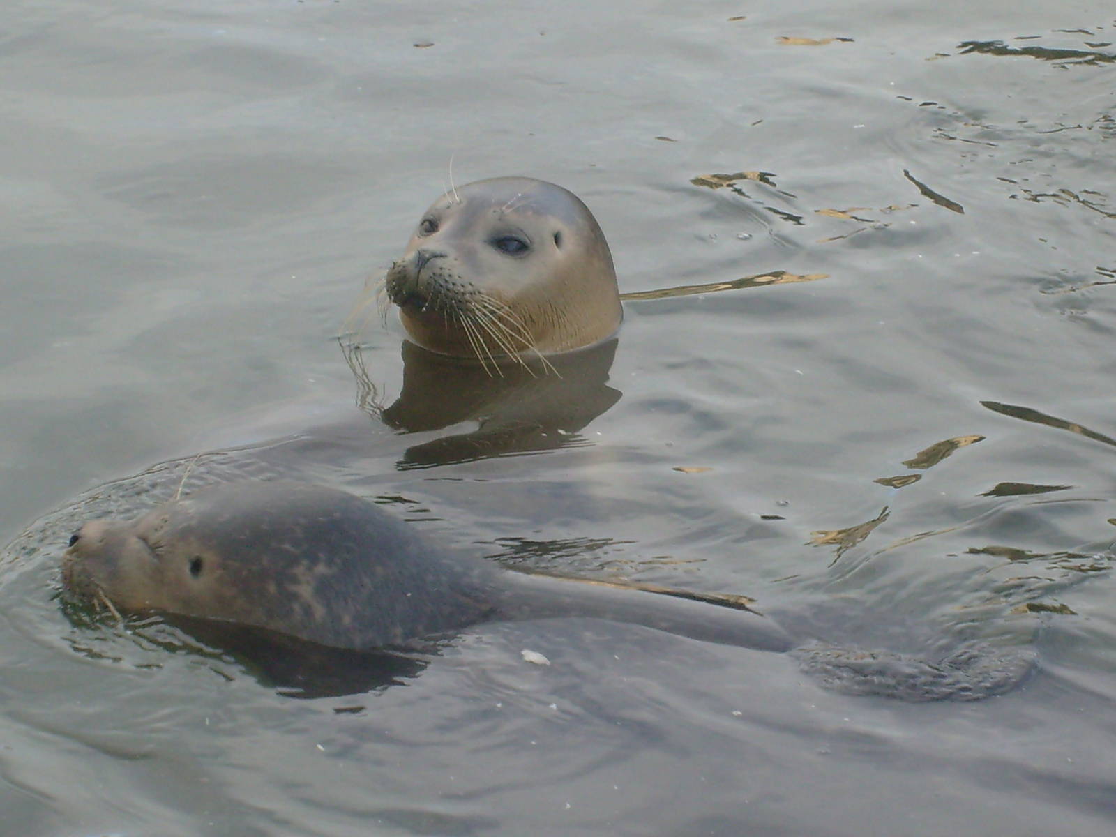 Common Seals