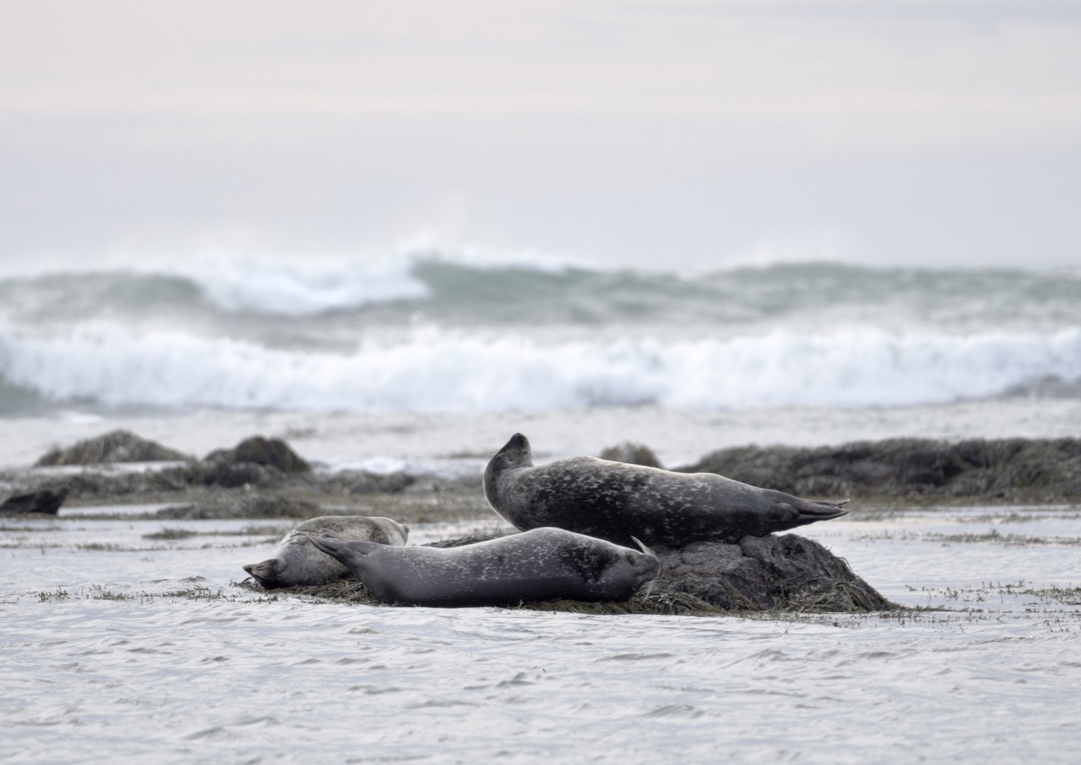 Common seals