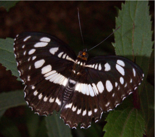Common Sergeant (Athyma perius)