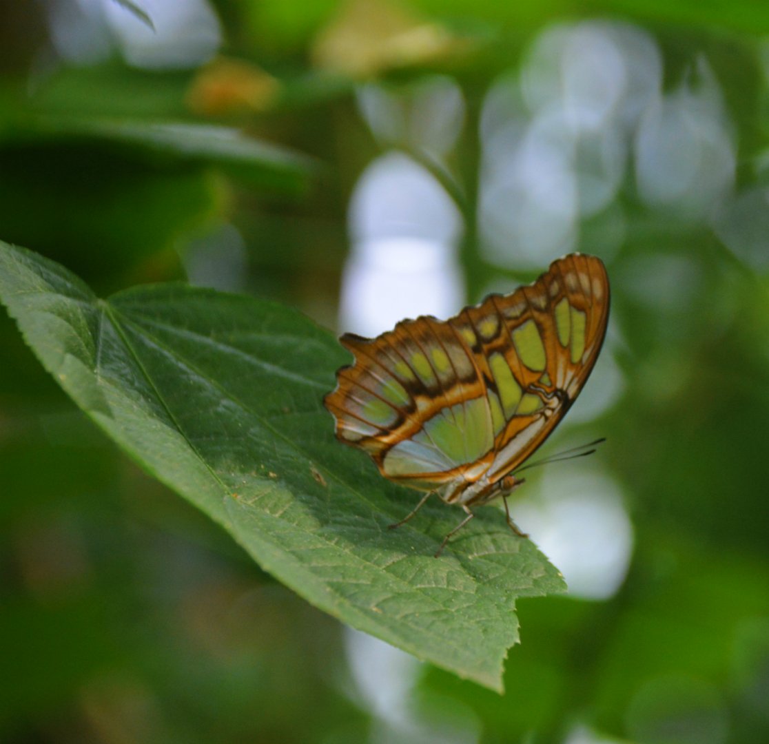 Common Sergeant Butterfly