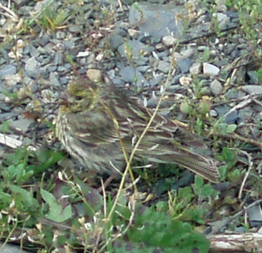 Common Serin (Serinus serinus)