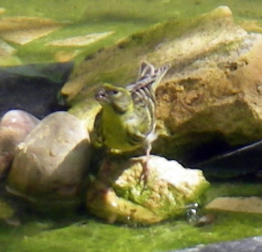 Common Serin (Serinus serinus)
