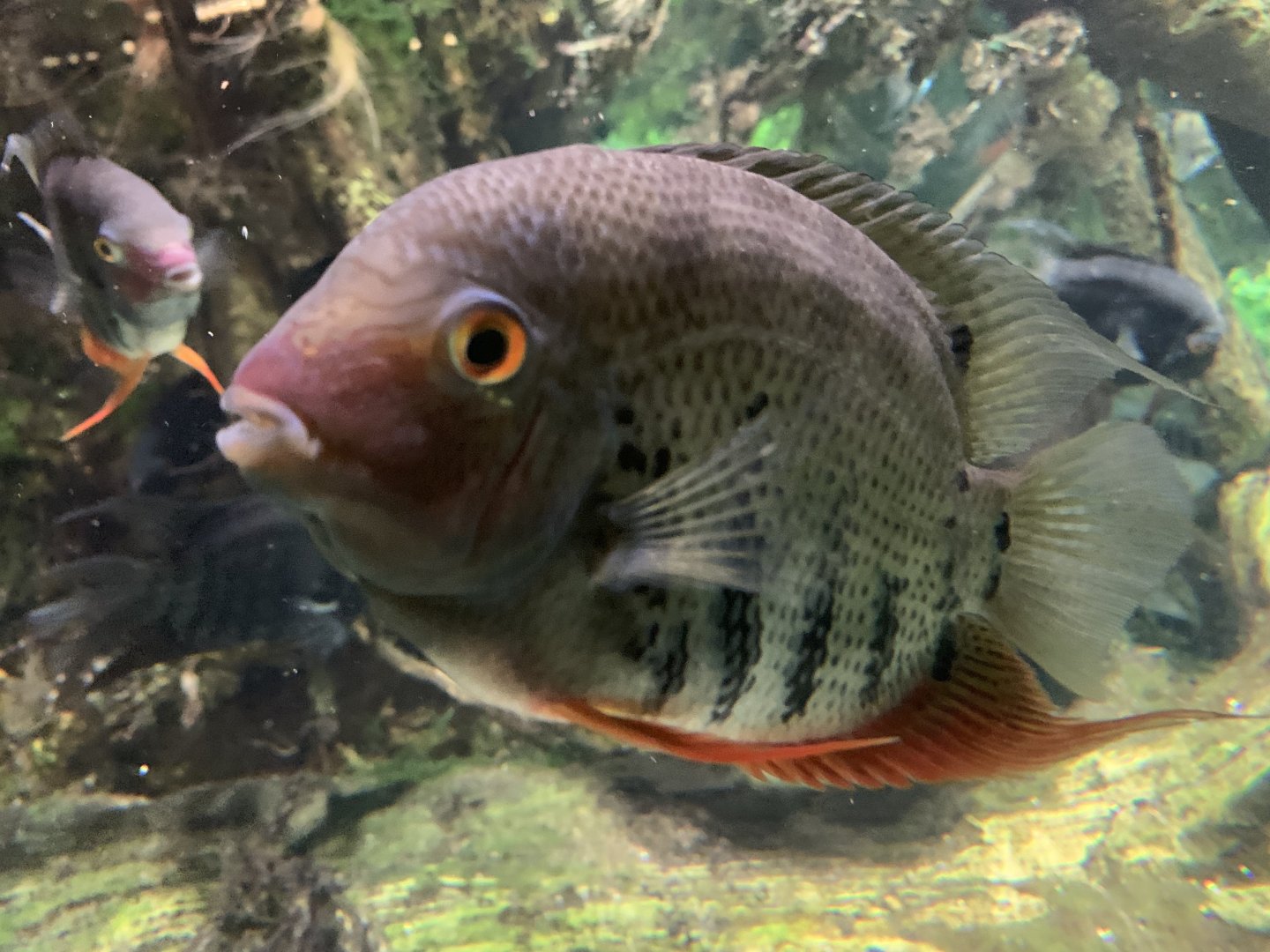 Common Severum Cichlid (Heros efasciatus)
