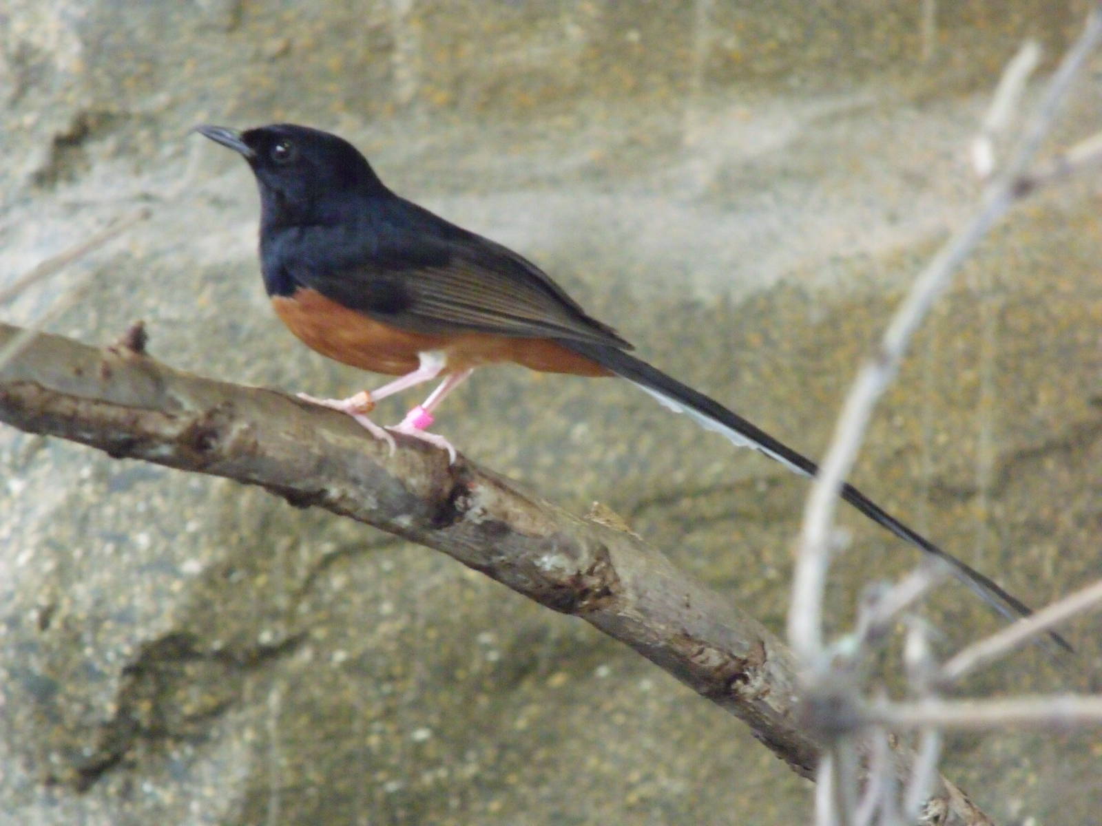 Common Shama