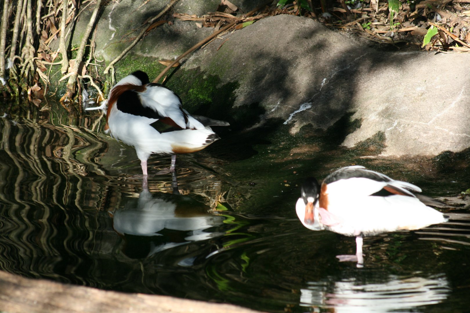 Common Shelduck(20/2/25)