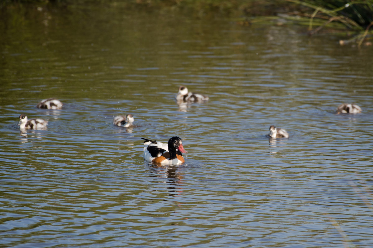 Common shelduck .... a bit too far away, in the wetlands