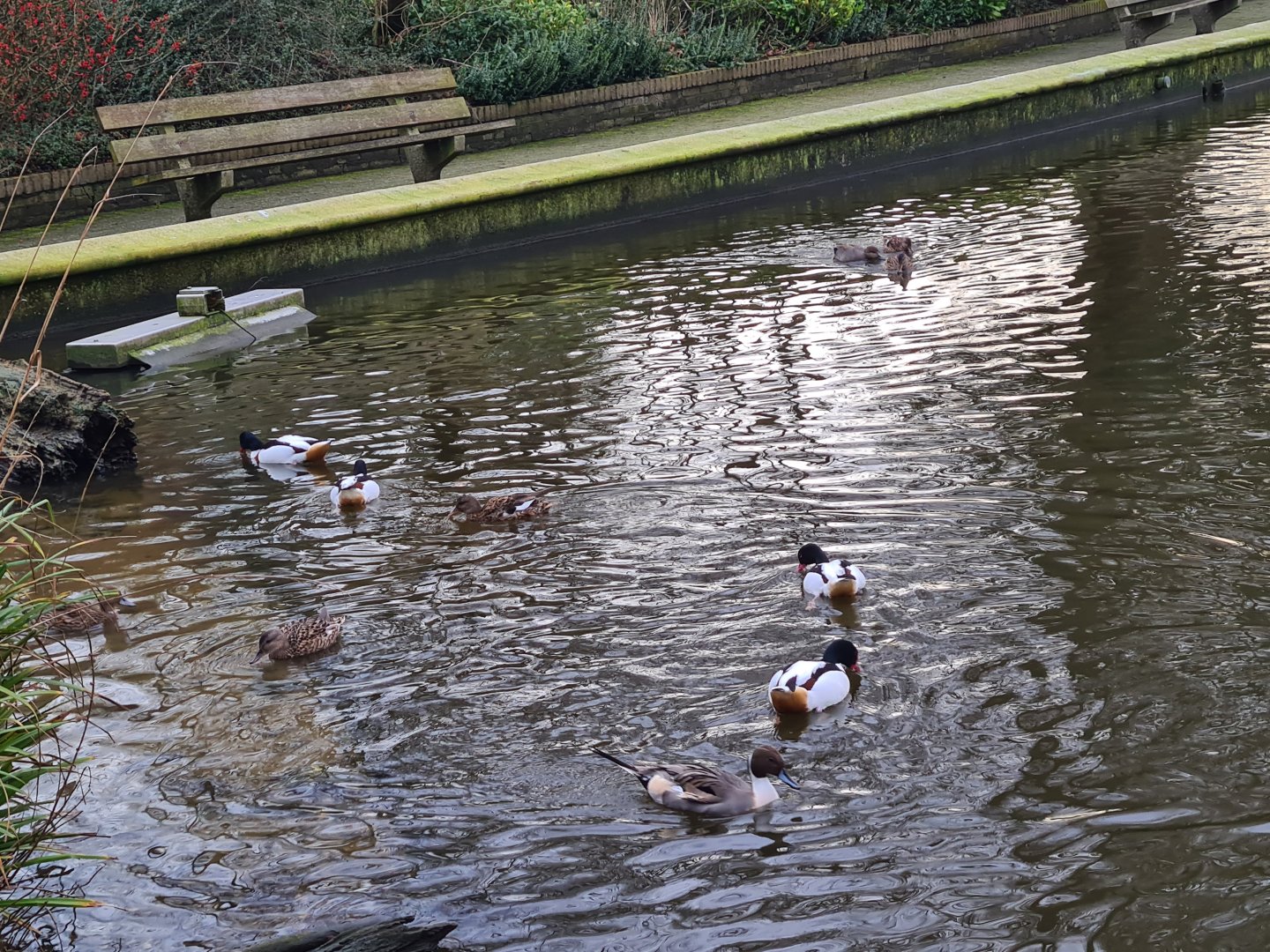 Common shelduck, Gadwall and Northern pintail in the Central pond