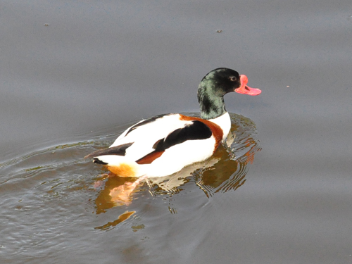 Common Shelduck in Kishinev Zoo