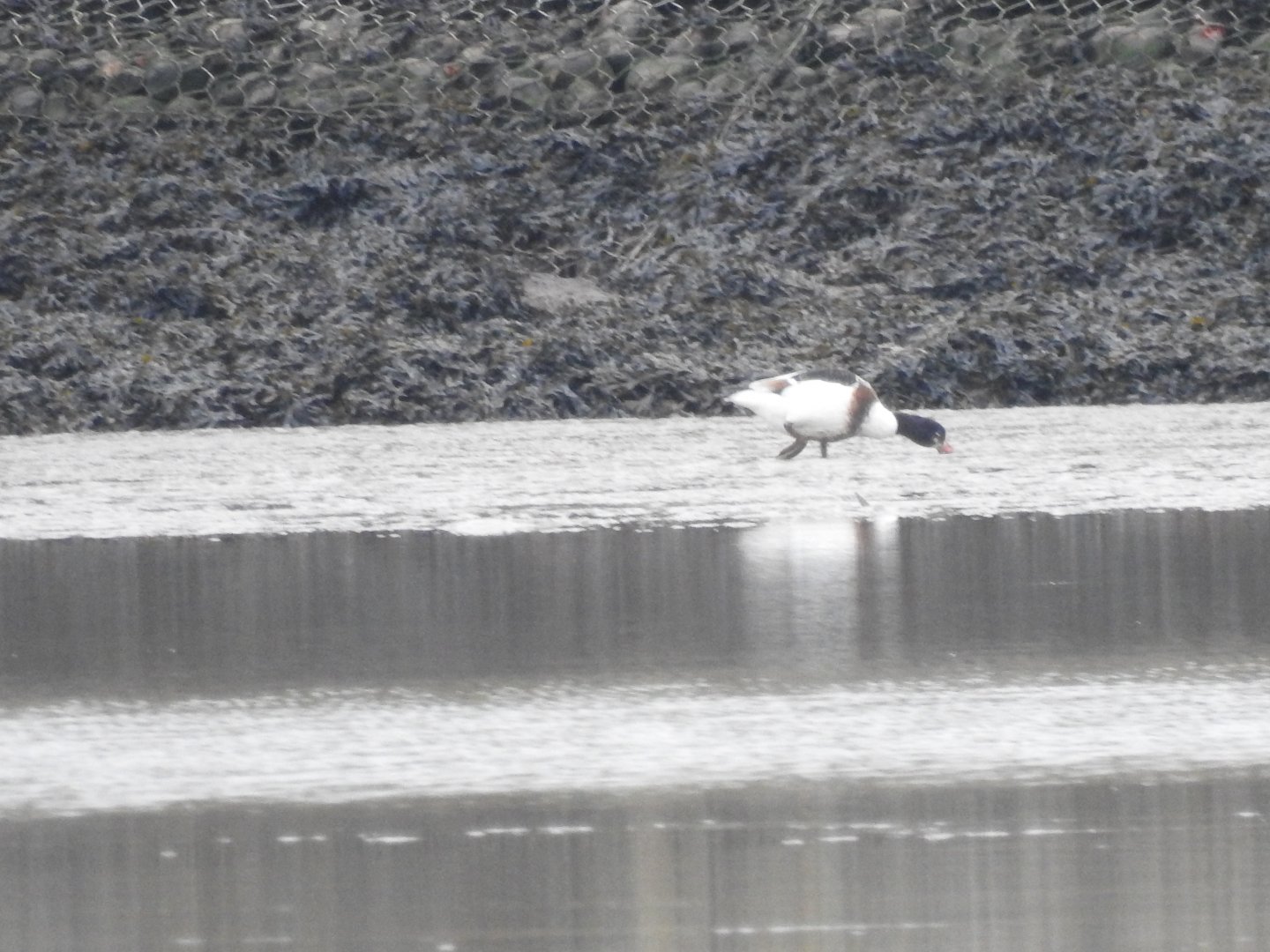 Common Shelduck? - Norfolk Broads Oct 17