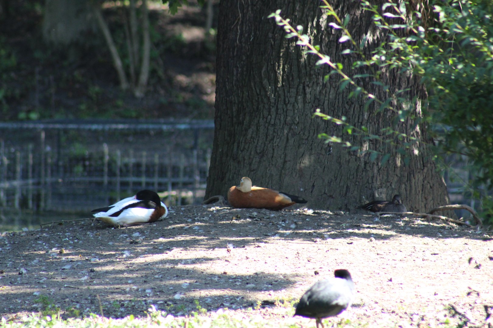 Common Shelduck, Ruddy Shelduck, and ?