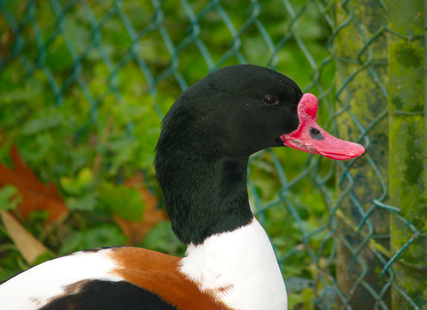 Common shelduck (Tadorna tadorna), 2006-12-31