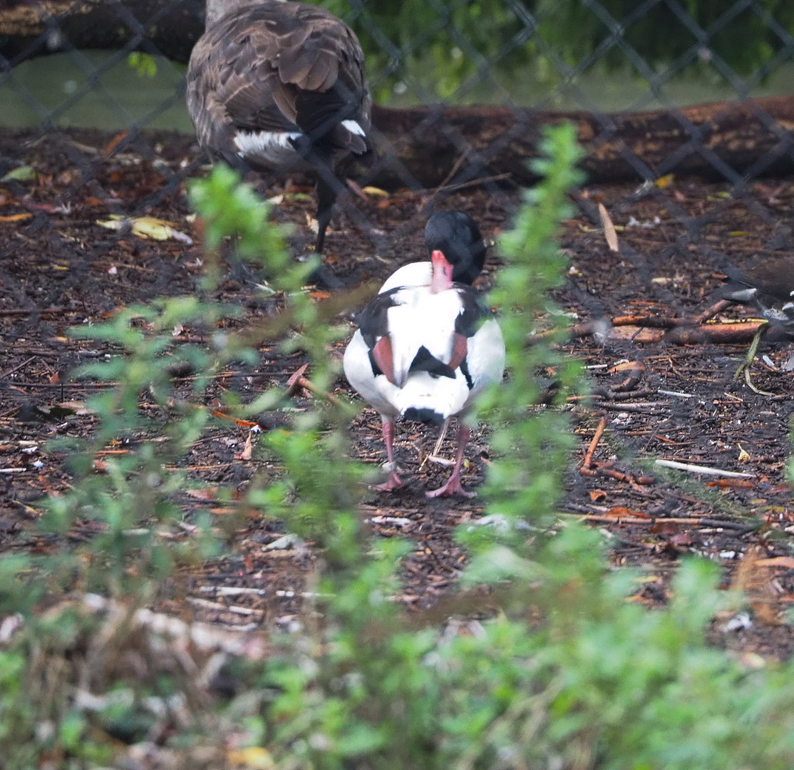 Common shelduck (Tadorna tadorna), 2022-09-15