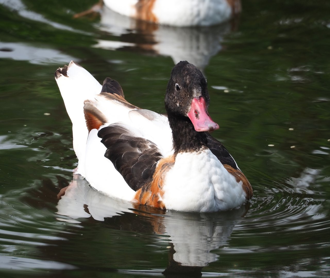 Common shelduck (Tadorna tadorna), 2023-07-18