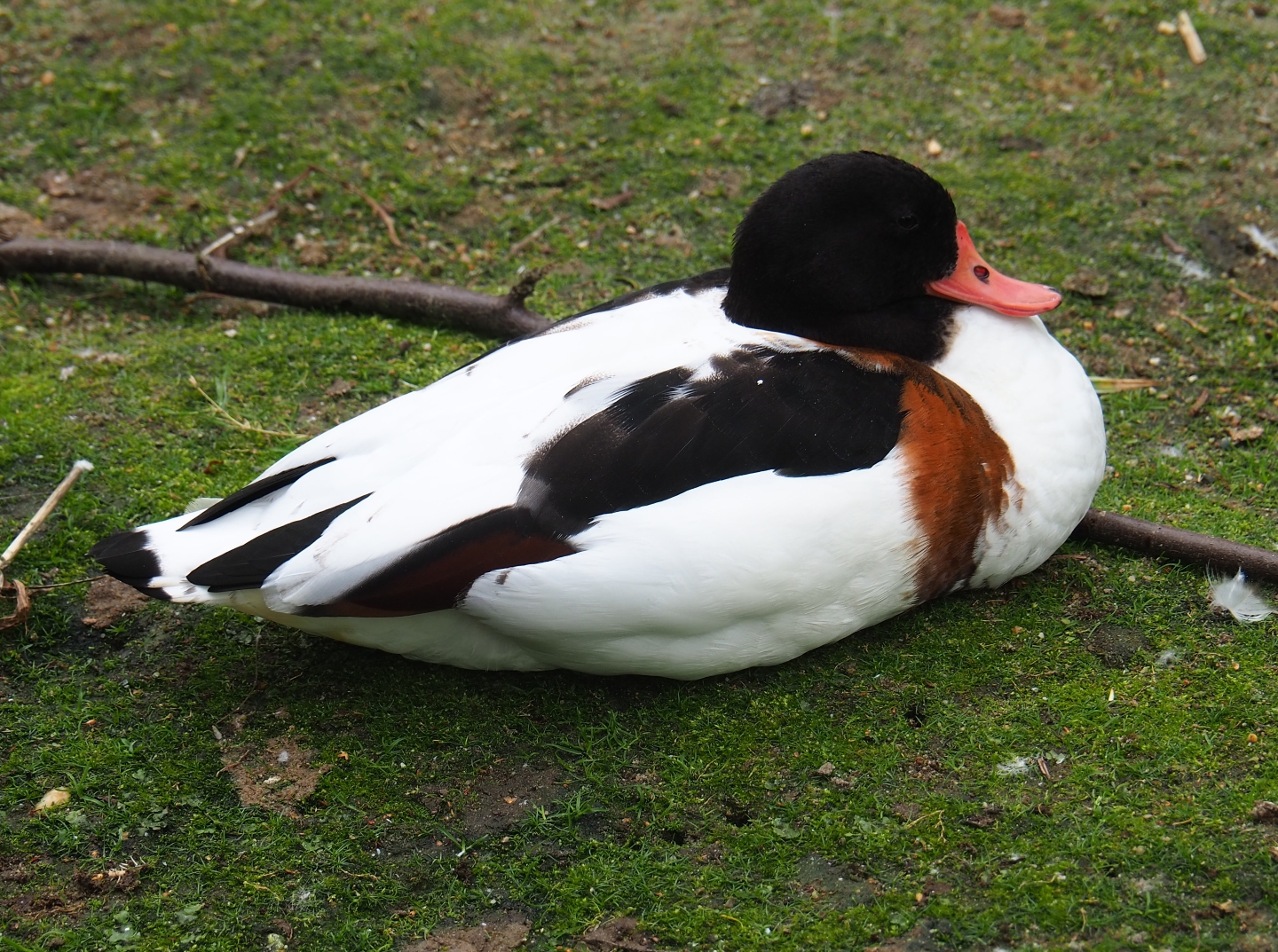 Common shelduck (Tadorna tadorna), Aug 28th, 2018