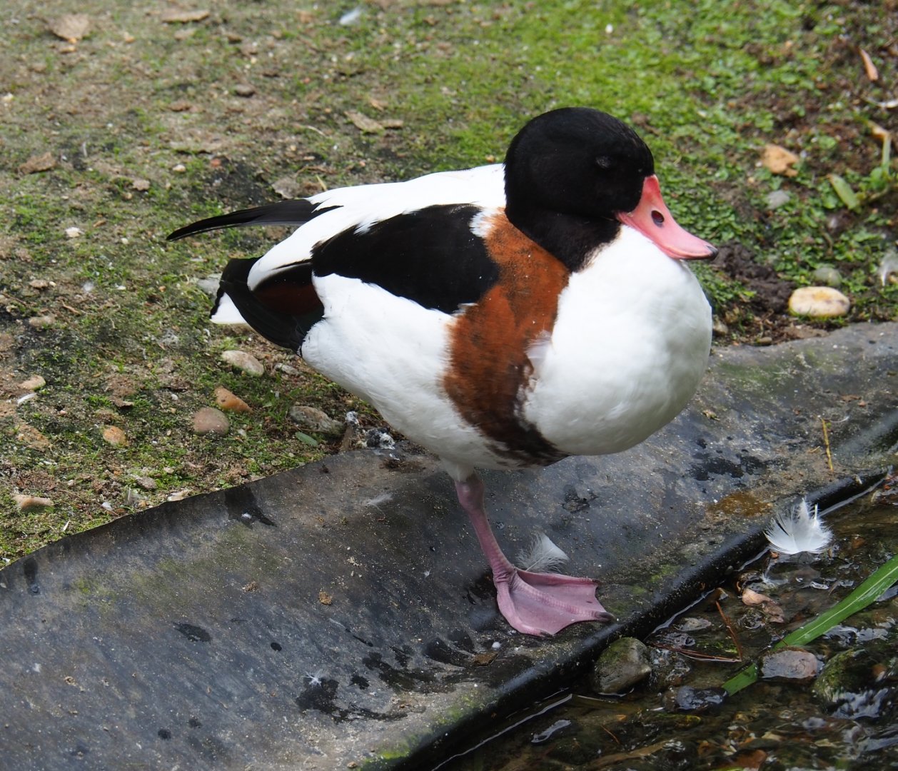 Common shelduck (Tadorna tadorna), Aug 28th, 2018
