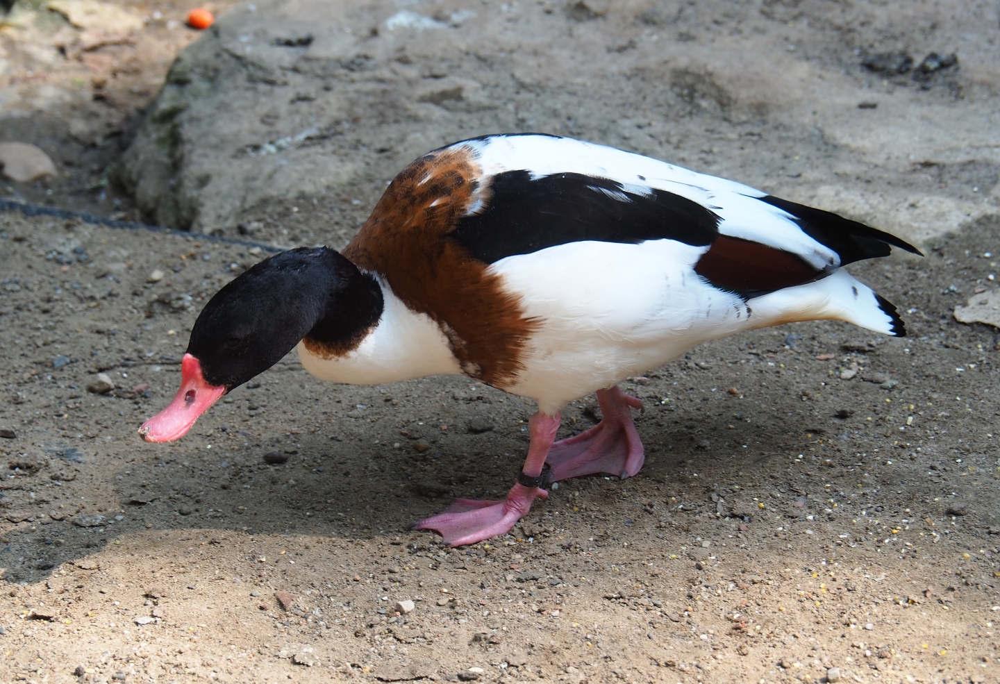 Common shelduck (Tadorna tadorna), Aug 28th, 2018