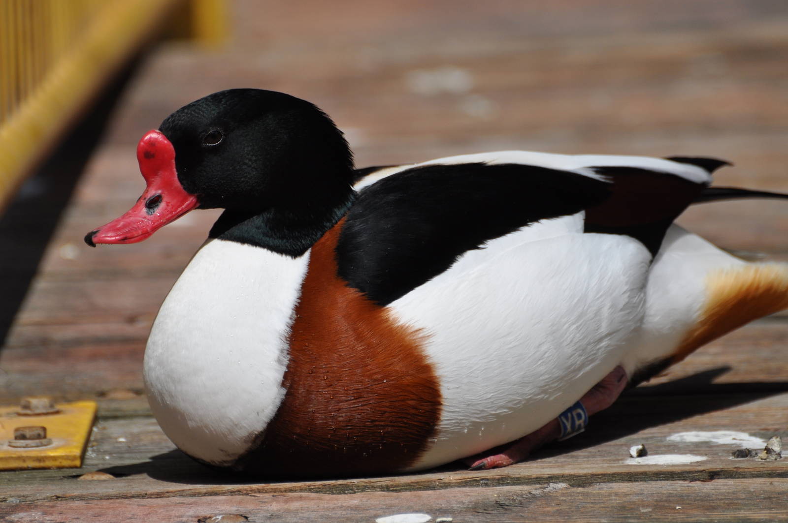 Common shelduck/ Tadorna tadorna