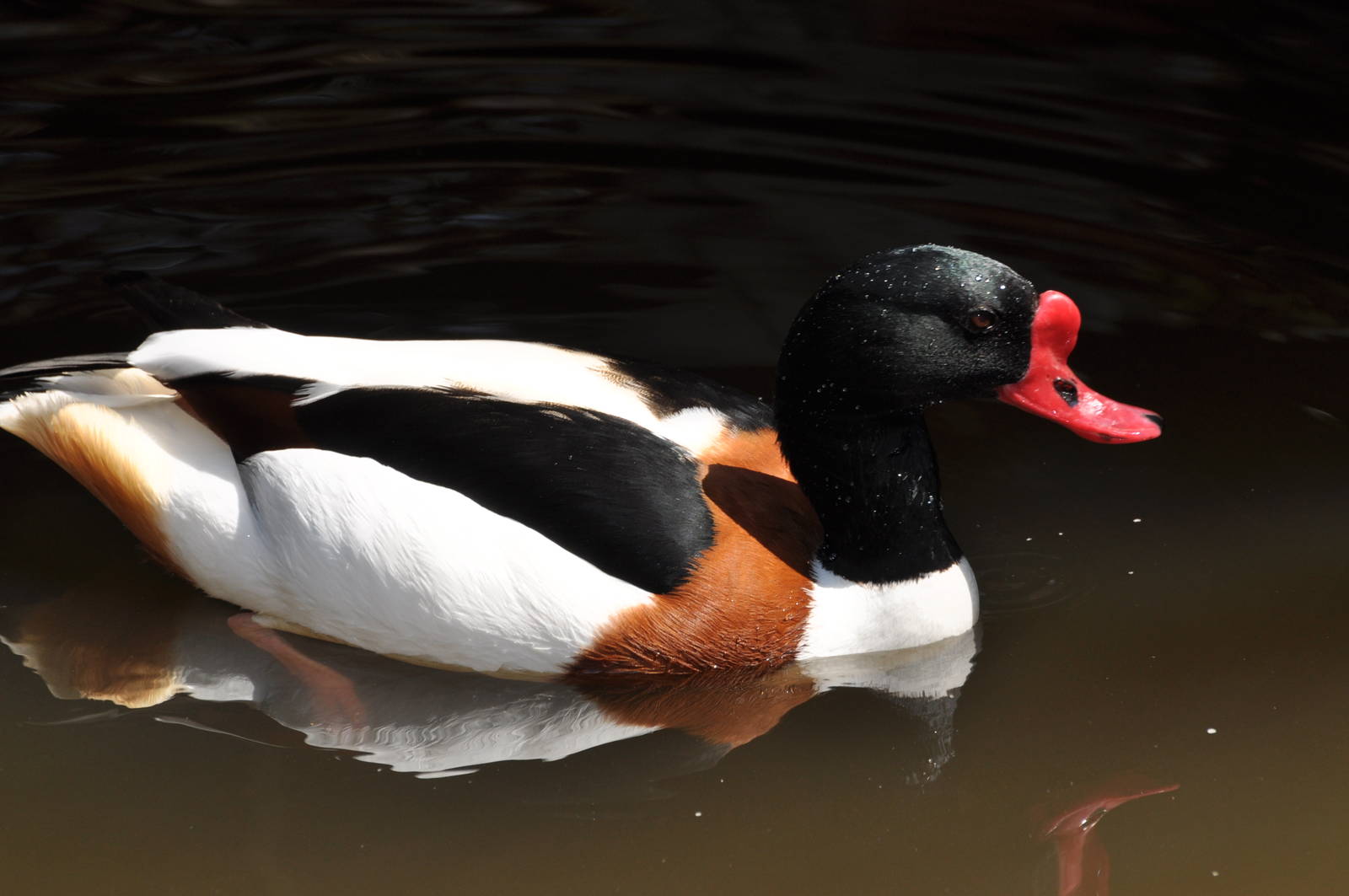 Common shelduck/ Tadorna tadorna