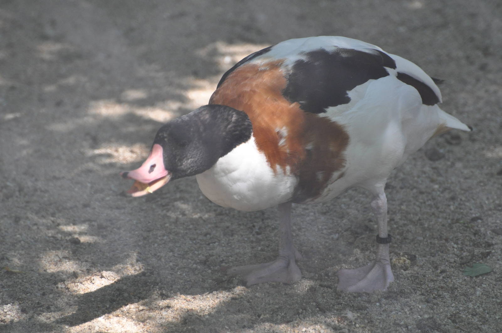 Common shelduck/ Tadorna tadorna