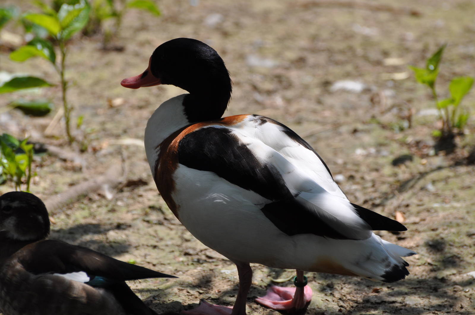 Common shelduck/ Tadorna tadorna
