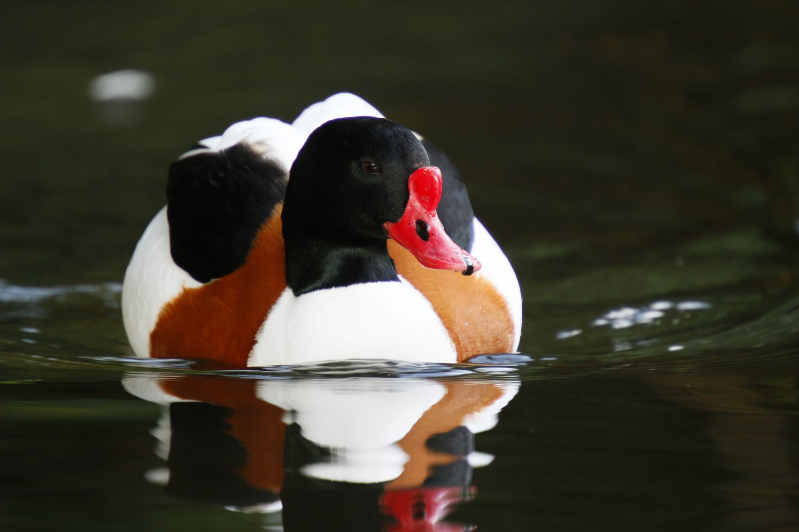 Common shelduck (Tadorna tadorna)