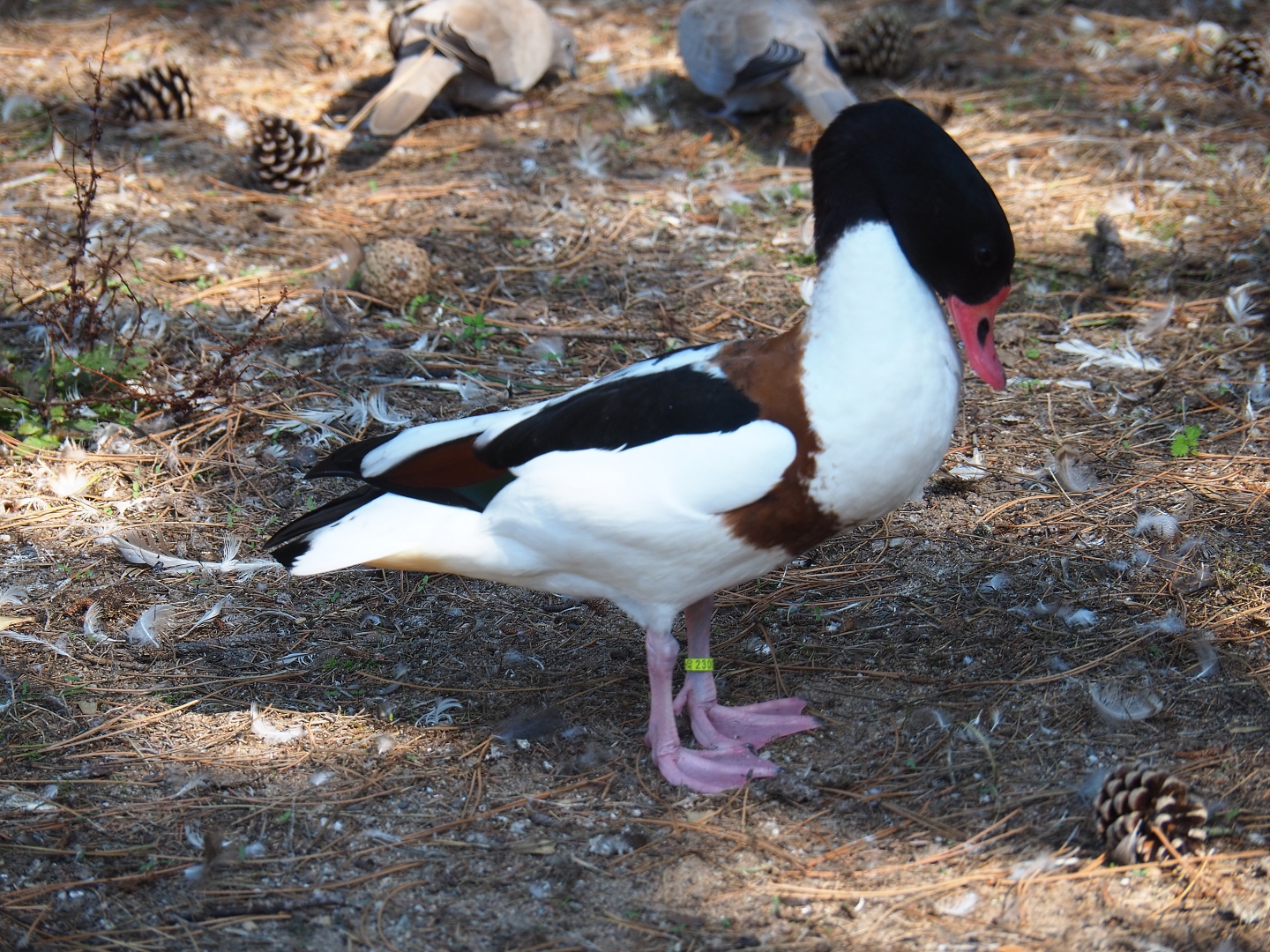 Common shelduck (Tadorna tadorna)
