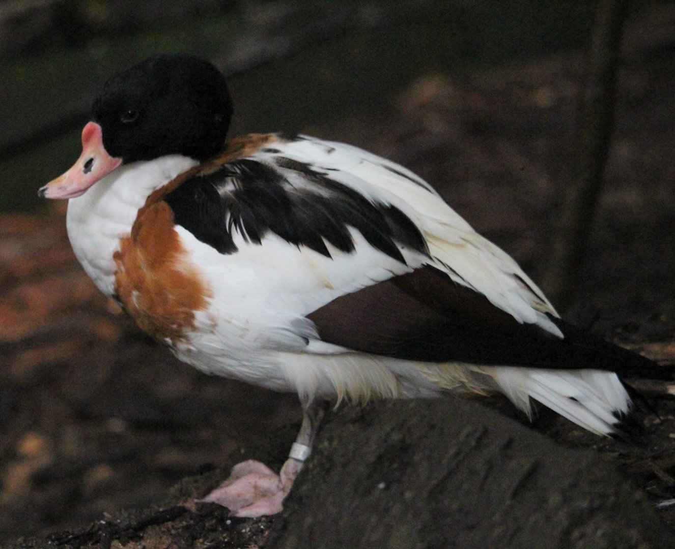 Common Shelduck (Tadorna tadorna)