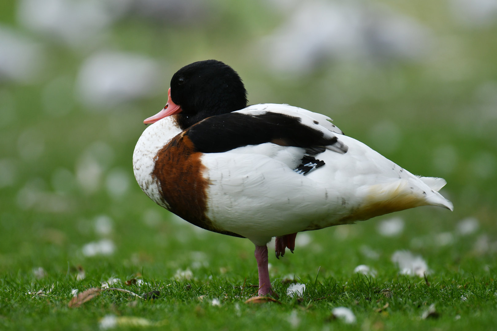 Common Shelduck Tadorna tadorna