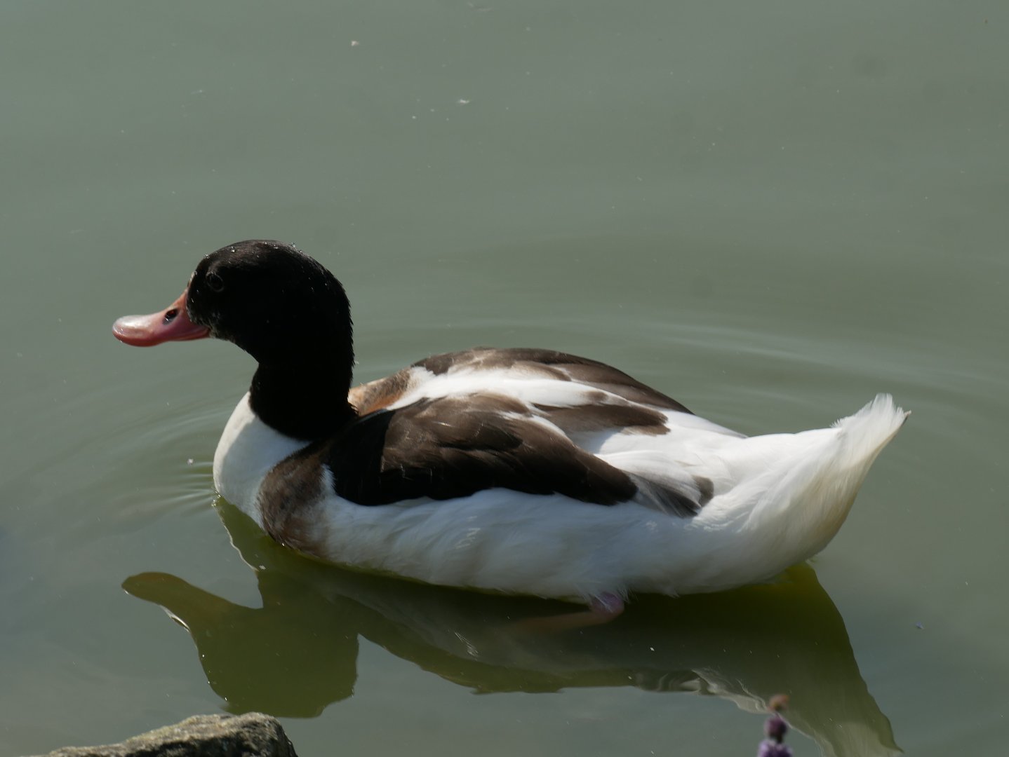 Common shelduck (Tadorna tadorna)