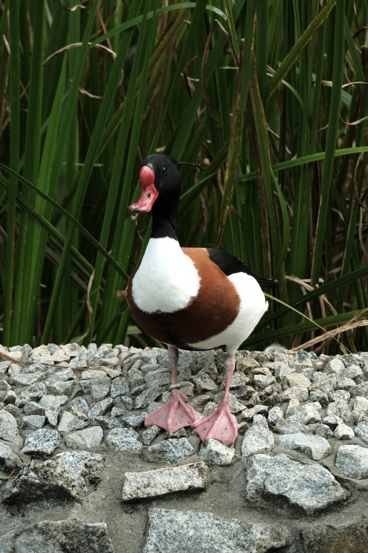 Common Shelduck (Tadorna tadorna)