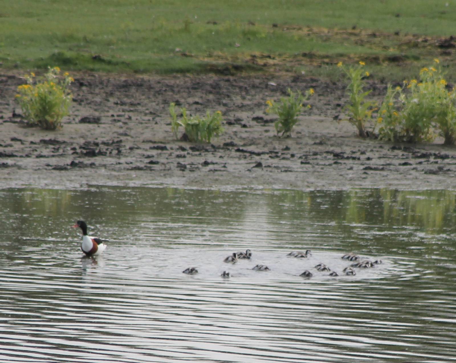 Common shelduck with kindergarden