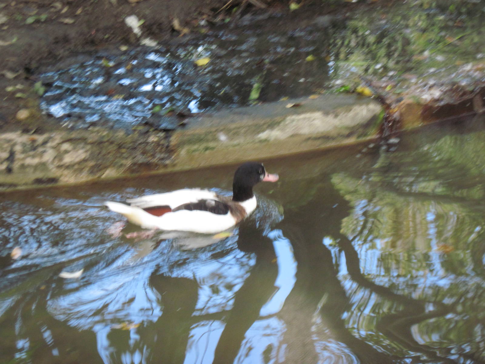 Common Shelduck