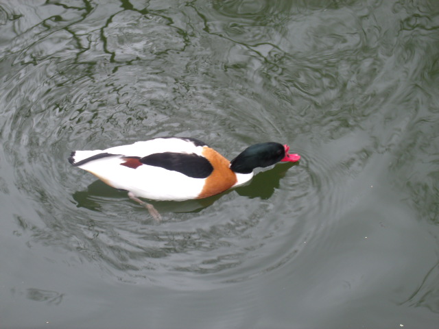 Common Shelduck