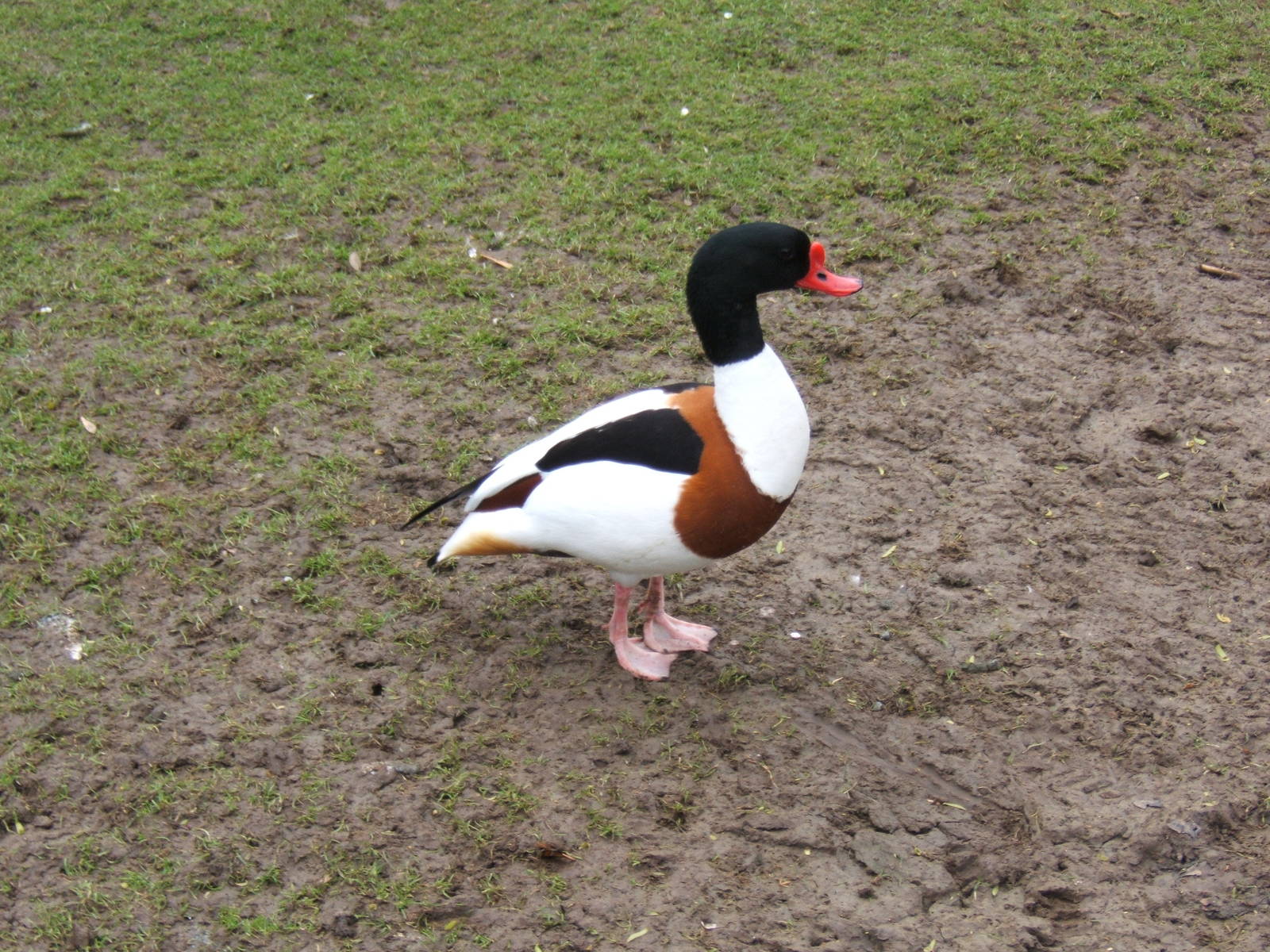 Common Shelduck
