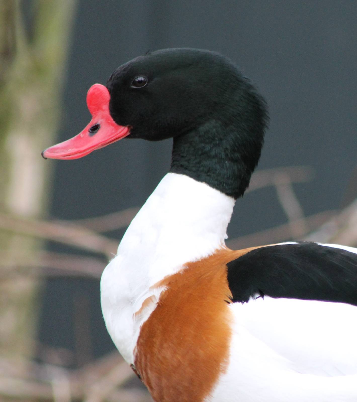 Common shelduck