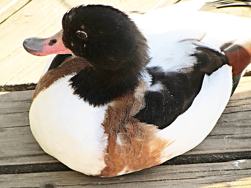Common Shelduck