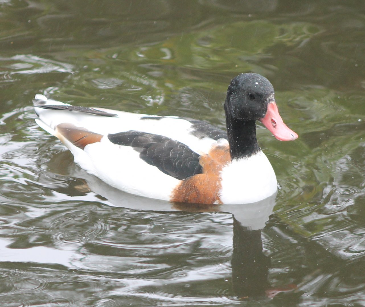 Common shelduck