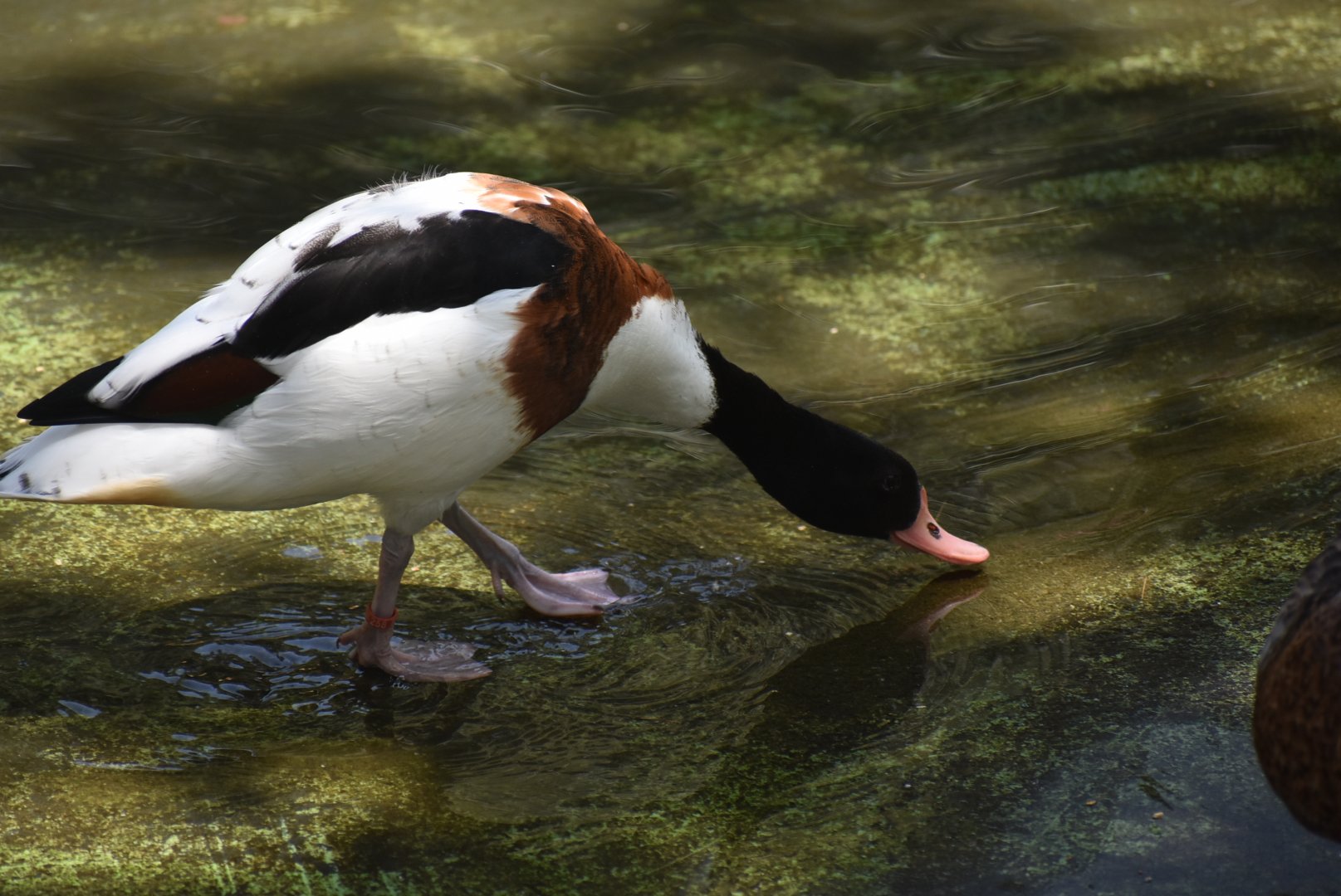 Common shelduck