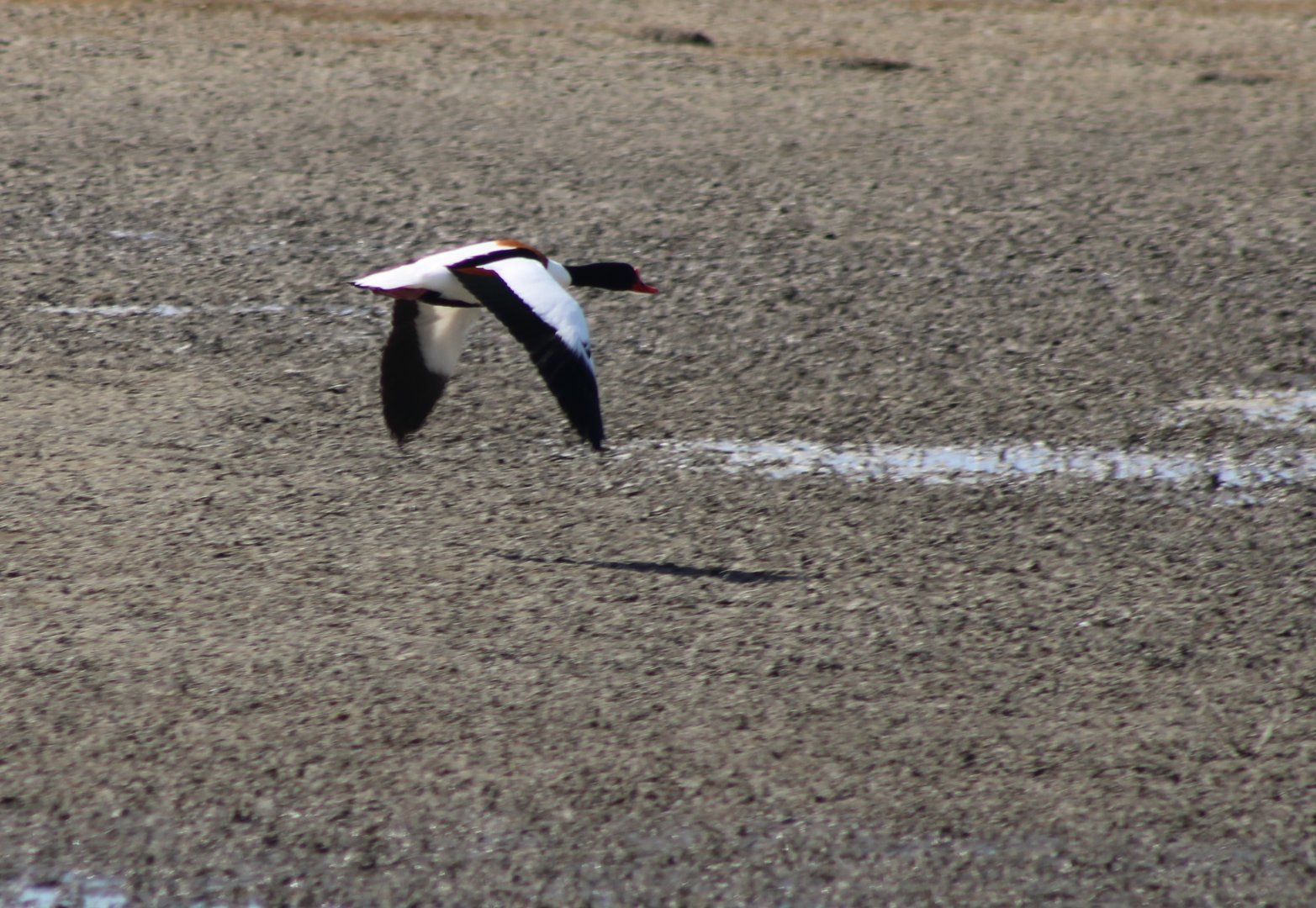 Common shelduck