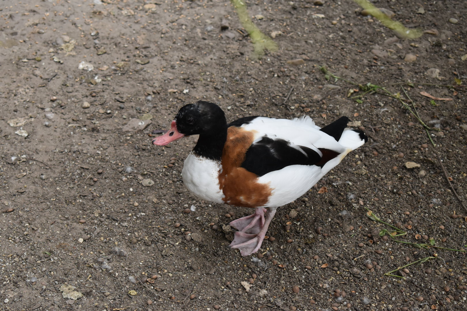 Common shelduck