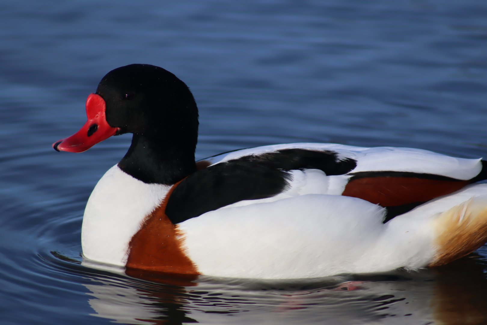 Common Shelduck